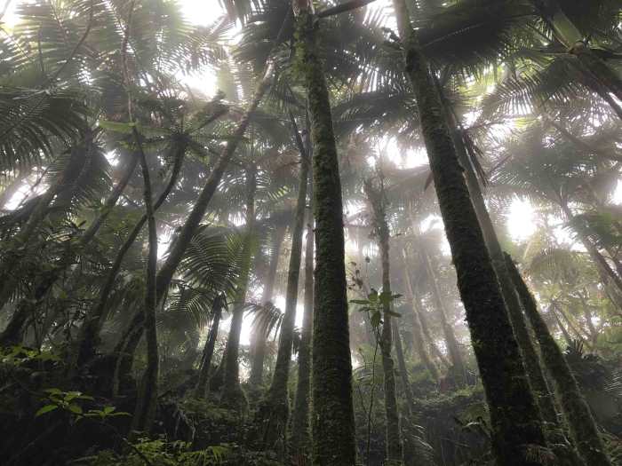 Is Puerto Rico safe to travel alone? Stunning forest in Puerto Rico all misty and magic.