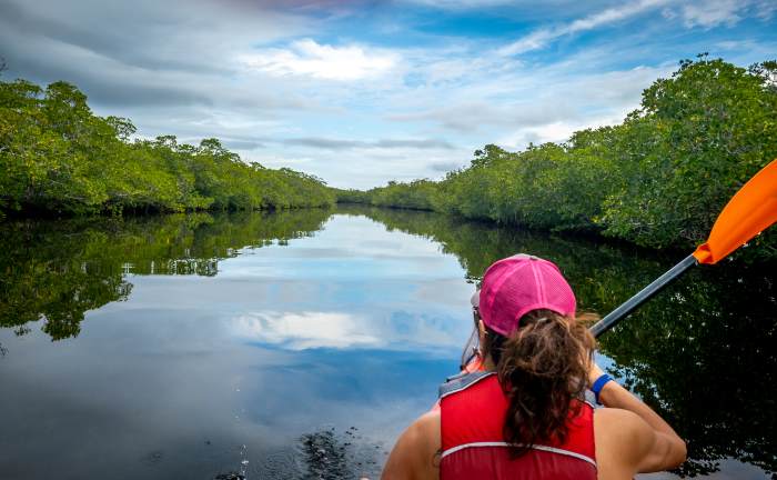 Kayaking in the mangroves of Florida on a sunny day with still water