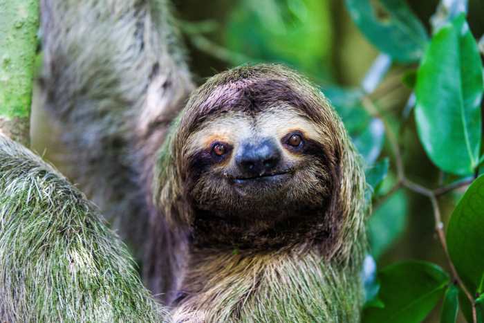 A smiling sloth hanging from a tree looking at the camera