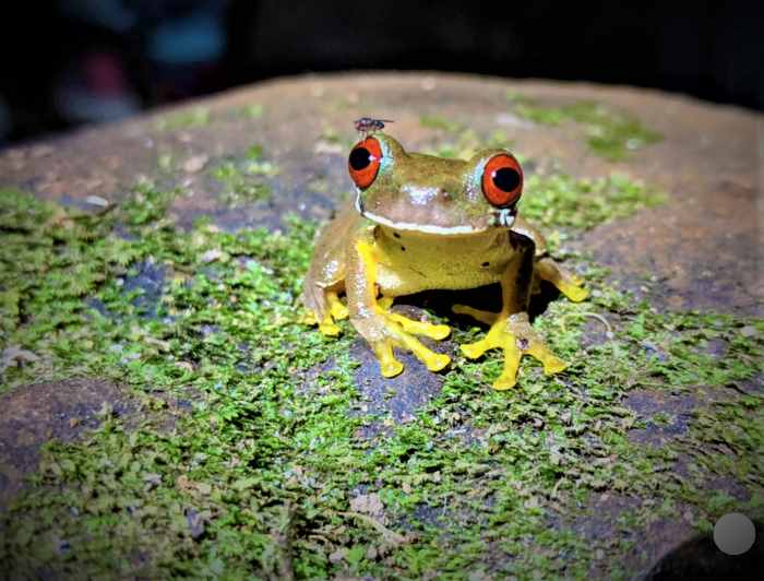 A yellow frog with bright red eyes sitting on a rock in the jungle at night