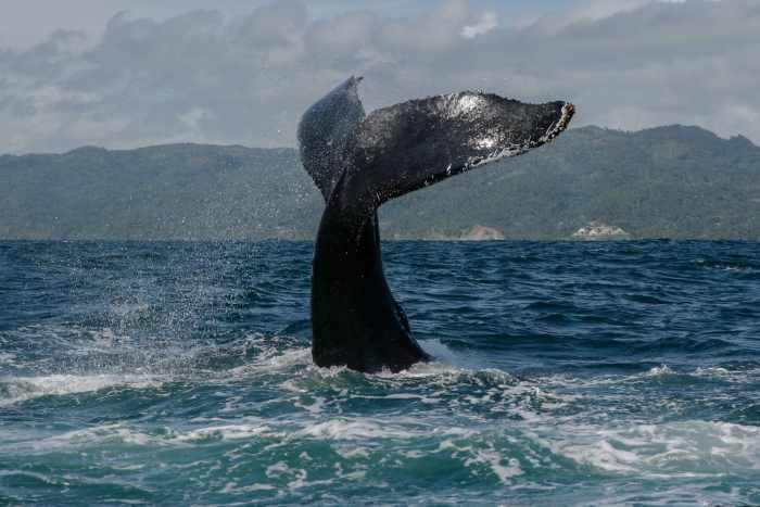 Whale watching in Samana north in the DR, you might see the regal humpback whales diving like in this stunning photo of a large tail fin heading down into the sea