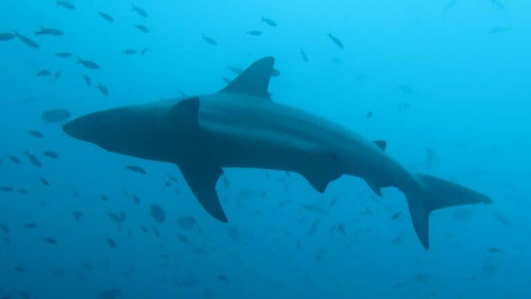 Swimming with sharks in Galapagos