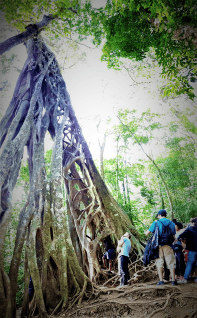 People standing in a forest admiring a huge ancient tree wiht a myriad of trunks and branches