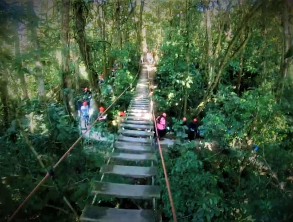 A hanging bridge among the trees in the jungle