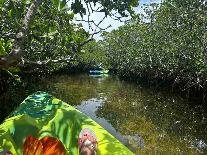 Kayaking tour in Key Largo, paddling through a narrow waterway covered with mangrove bushes while the sun reflects in the shiny water. 