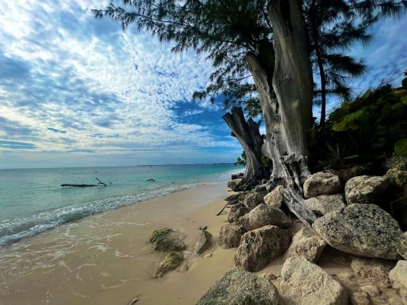 A stunning sandy stretch of Seven Mile beach where the beach is narrow, and an old tree is leaning over the blue ocean. 