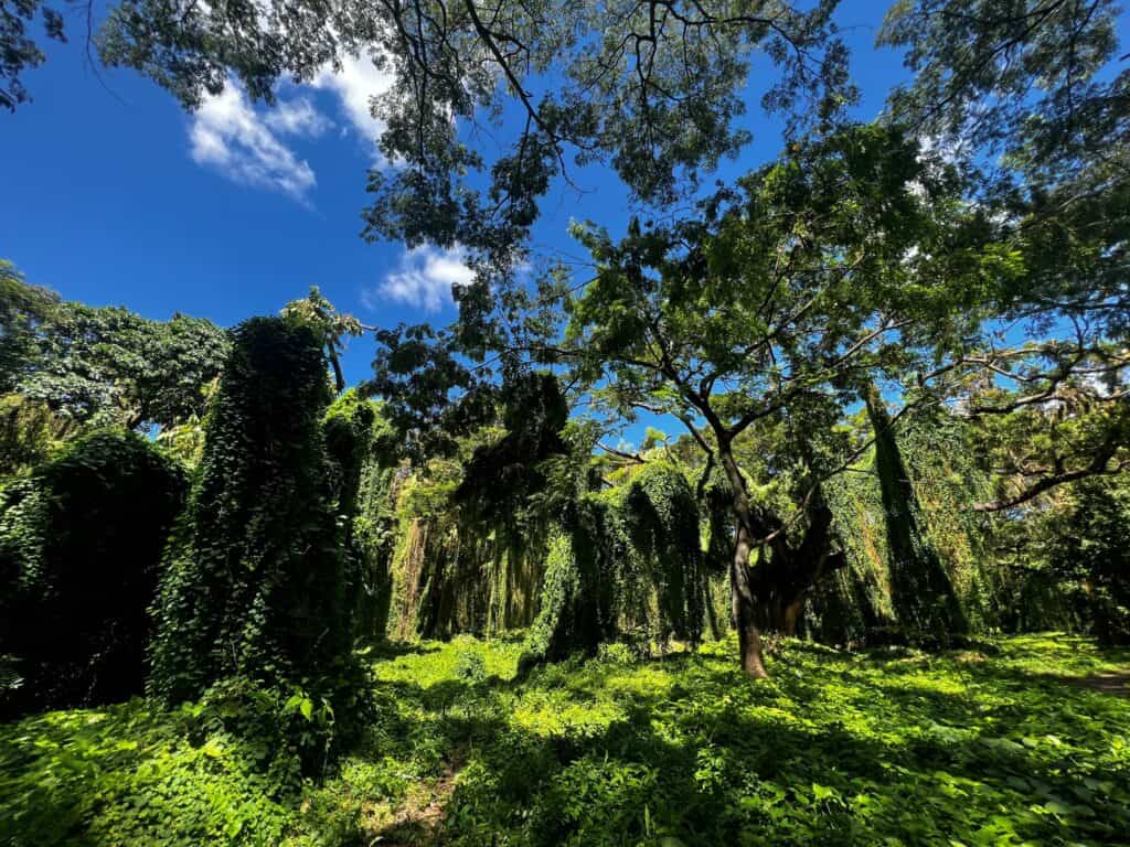 The incredibly green Havana forest