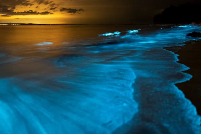 From a bioluminescent beach in Australia, where the water glows in blue when the waves roll onto the shore at night