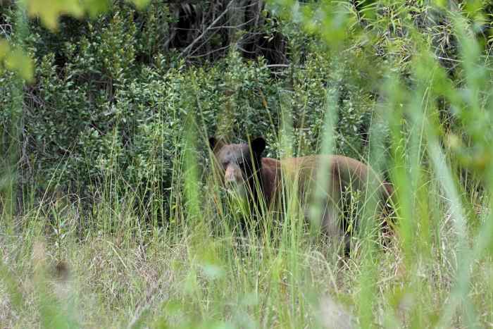 You might meet this black bear while hiking in Orlando, Florida, like this guy barely visible behind a veil of straws and grass