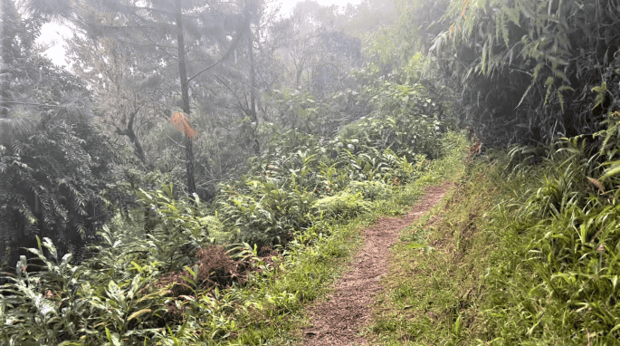 The hiking trail in the Blue Mountains during an afternoon shower, with hazy air amidst the green trees and bushes
