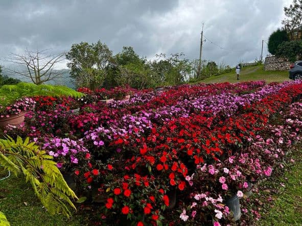 At a roadside stop was this nursery with rows and rows of colorful flowers in pink and red, surrounded by green grass and bushes