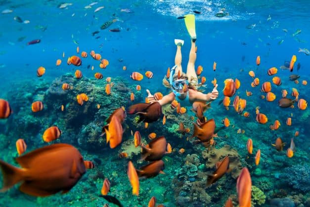 Incredible snorkeling with tropical fish in crystal clear waters in the Caribbean