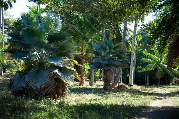 Lush green scenery in the Botanical Garden in Cienfuegos with plants and trees with pathways through the lush life