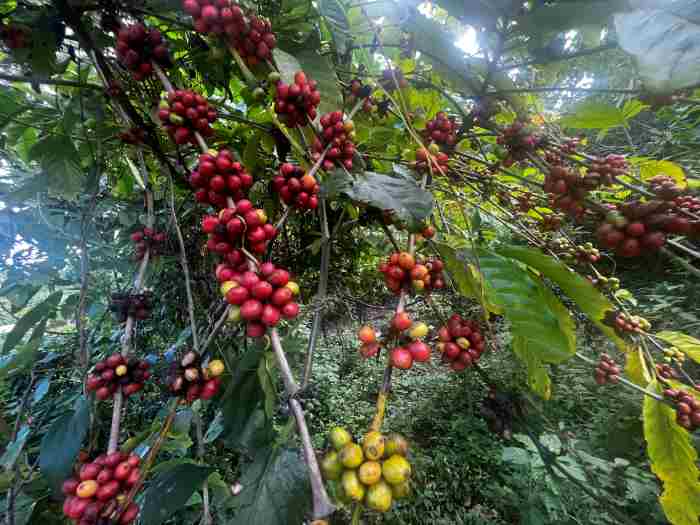Clusters of red and yellow coffee beans on green bushes in "the wild"