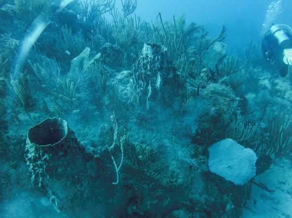 Coral reefs in the sea outside Varadero, a diver in the upper right corner of the photo. 