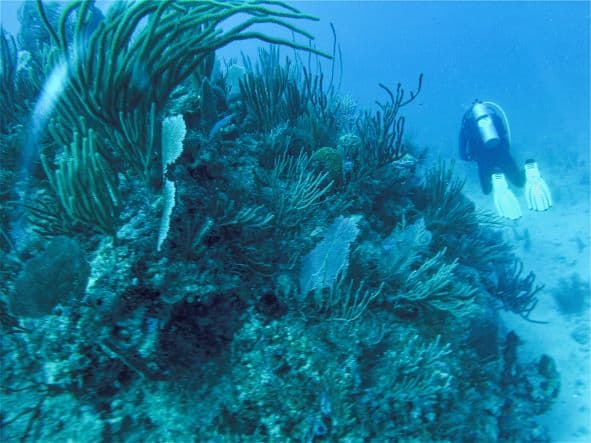 Scuba diver swimming past a coral reef outside Varadero peninsula