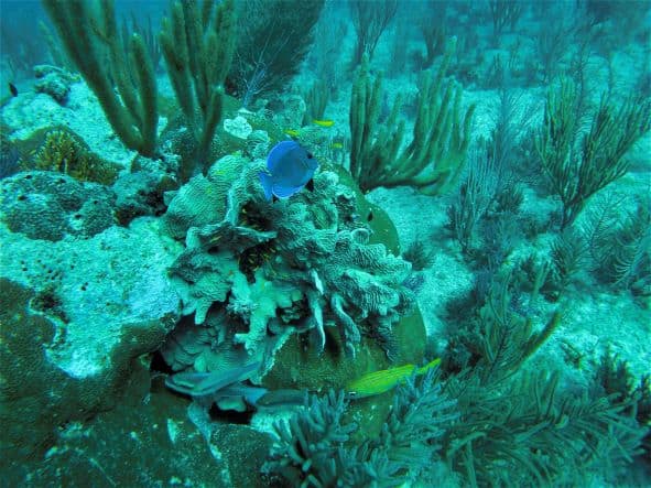 Scuba diving outside Varadero in Cuba, image of coral fish on a coral reef