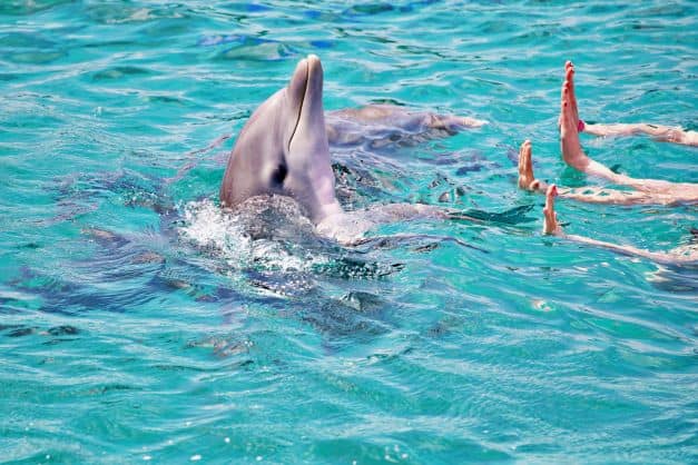 Visit the dolphins in Grand Cayman