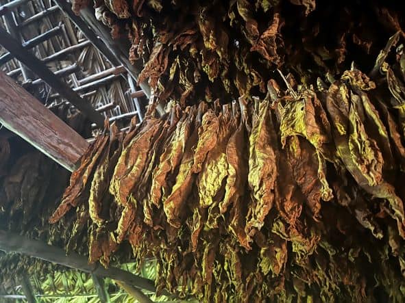 Golden brown Cuban tobacco leaves hanging to dry from the ceiling in a barn in Vinales 