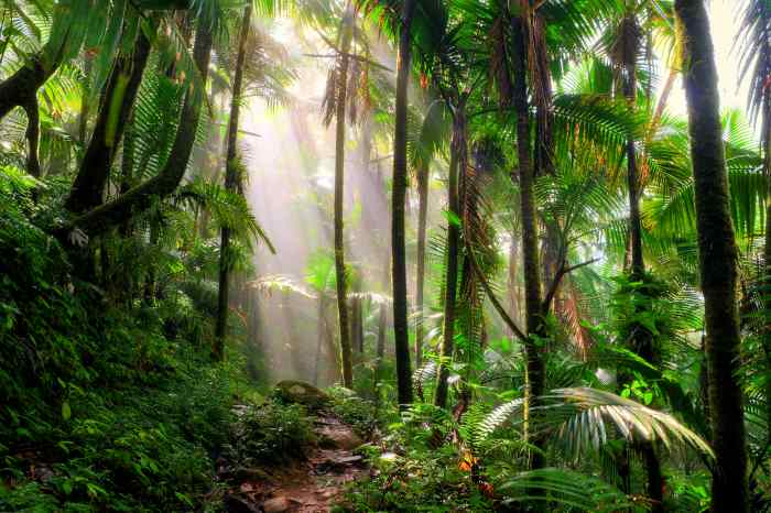 The stunning green El Yunque National Forest in Puerto Rico, photo taken from a path in the forest surrounded by palm trees and lots of lus greenery. The sun sifts through the forest from above, givign the forest a silvery magical ambiance. 