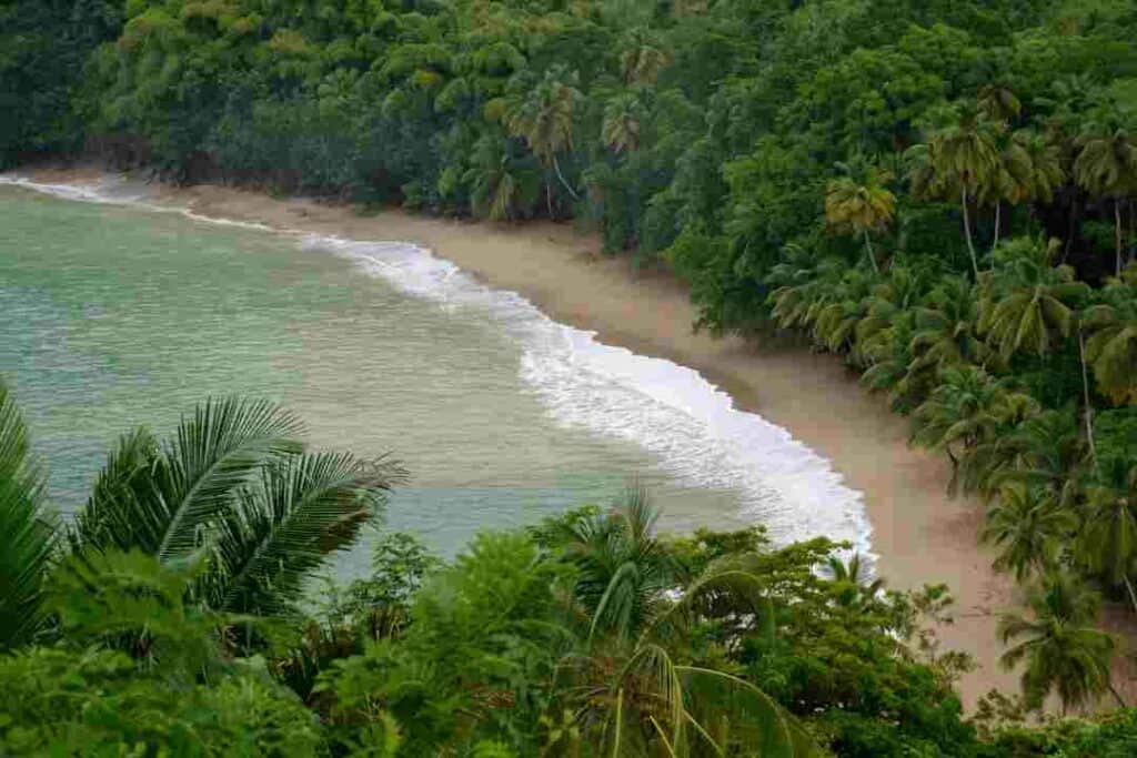 The golden sandy Englishmans Bay beach in Tobago next to a thick wall of lush green forest