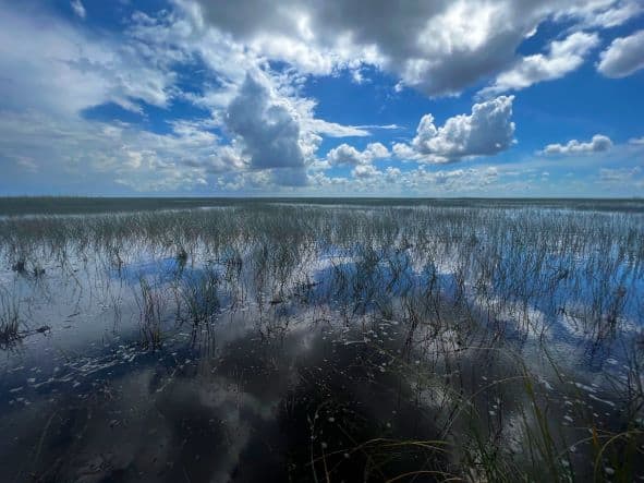 Photo from a boat trip on the vast everglades, the blank quiet water reflecting the blue sky with some white clouds, and grass is popping out of the water making the marshes look almost like dry land. 