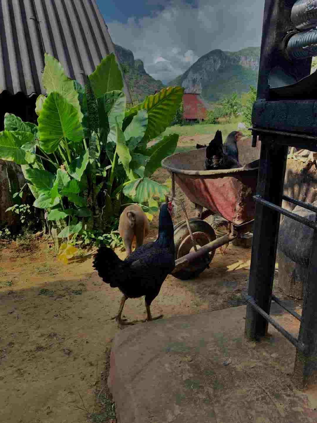 Farm life image from Vinales, with a sparkling rooster, a pig roaming, a red wheel barrow, and lots of green plants