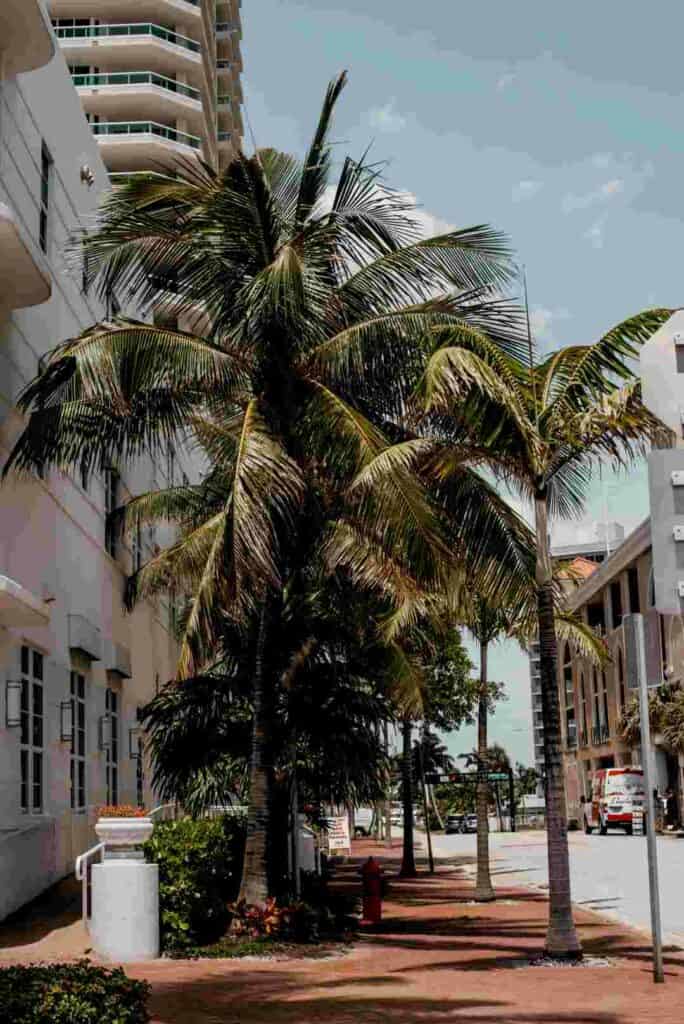 Town street in Fort Lauderdale with terracotta sidewalk, palm trees, city buildings and blue skies above