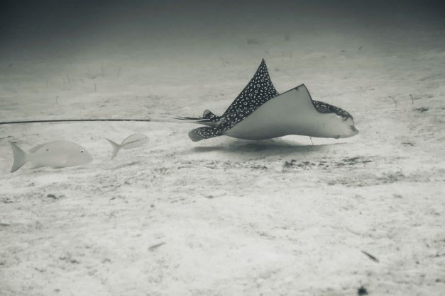 You can see manta rays in Florida in the spring, this one swimming close to the white sandy bottom