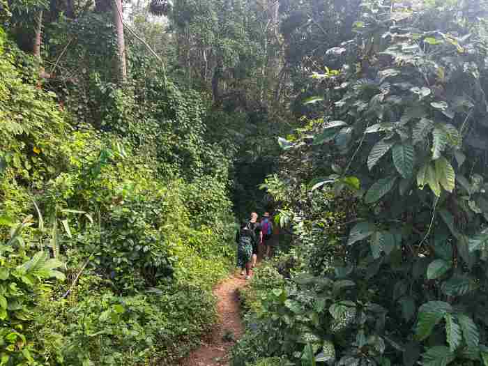 HIking outside El Limon on Samana Peninsula along a path surrounded by dense green forest and bushes on a sunny day. 