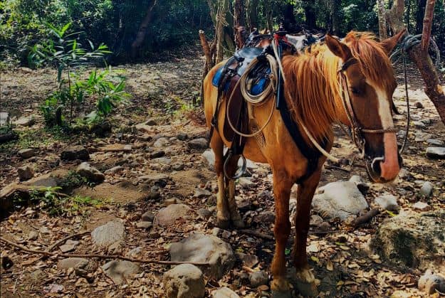 A brown horse with a saddle resting under a tree during a horseback riding tour in Trinidad Cuba