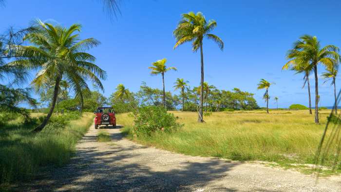 A red jeep driving on a dirt road in between wild growing grass and palm trees under a deep blue sky