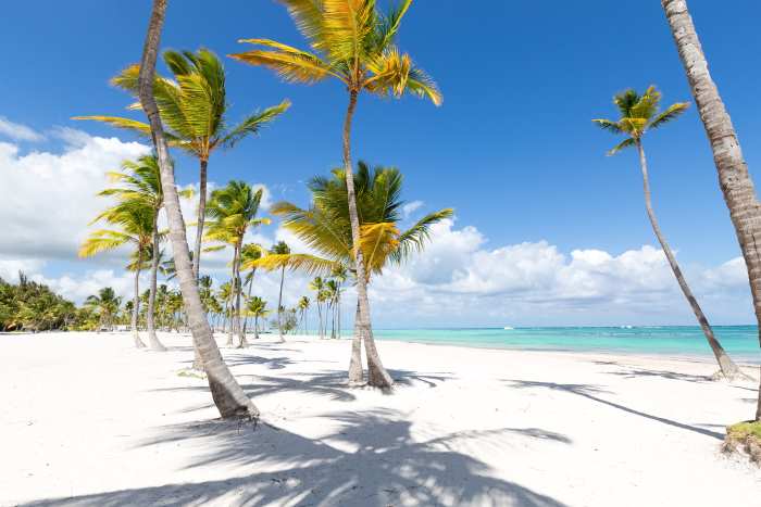 Incredible white sands and dotted palms along Juanillo Beach in Punta Cana, the Dominican Republic. Outside is the crystal clear ocean, and behind that, the clear blue sky. 