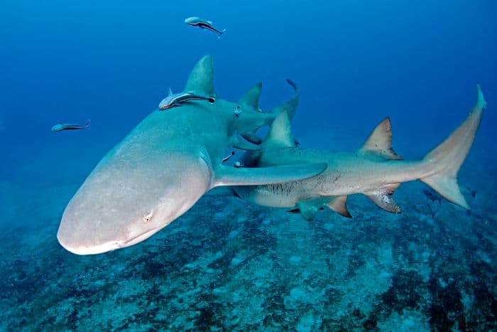 The light grey Lemon Sharks swimming outside Jupiter Florida in blue waters