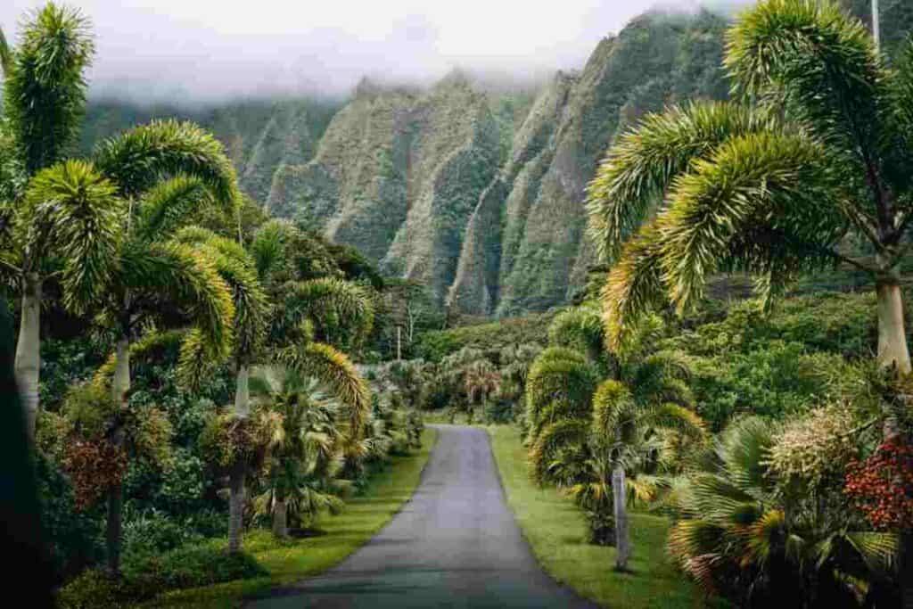 Lush green landscapes of Hawaii with thick green forest on both side of a narrow road stretching towards the mountain sides further away that are engulfed in green vegetation under a low cloudy sky