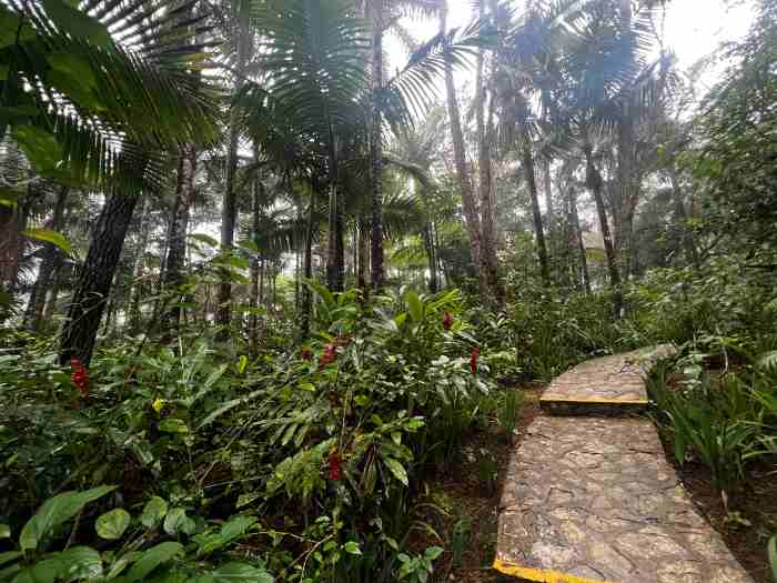 Park walkways on Mount Isabel de Torres amidst beautiful plants and tall trees