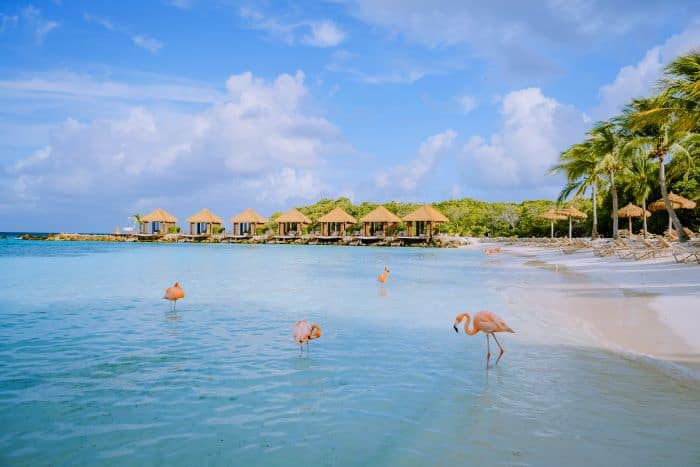 The famous pink flamingos walking in the crystal clear water on a white sandy beach in Aruba