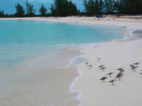 Small birds walking on the white sands of Playa Paraiso in Cayo Largo next to the crystal clear water