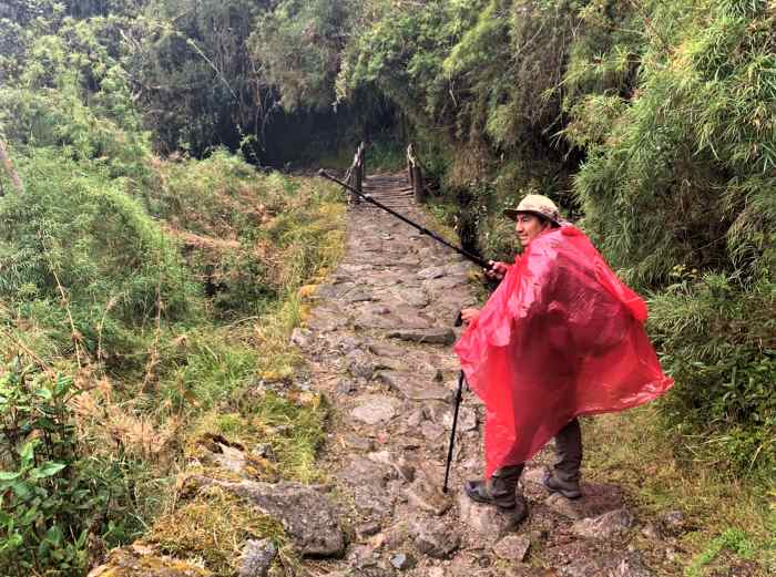 A hiker with a deep pink plastic poncho walking in the light rain on the path surrounded by green trees and bushes