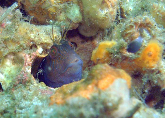 A tiny blue tropical fish peeking out from the coral reefs outside Panama Florida