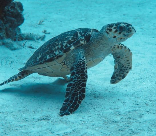 Cute sea turtle while scuba diving in the Caribbean