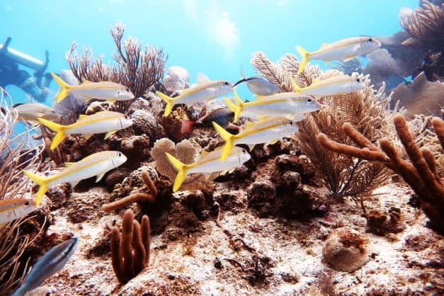 Enjoy watching tropical fish in white and yellow roaming the marine life and coral reefs in sunrays coming through the water