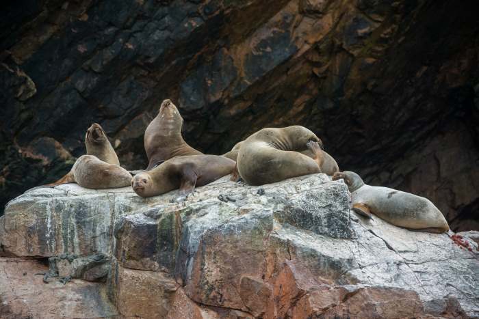 A group of sea lions relaxing on a large grey rock in Islas Ballestas in Peru, under a dark rock formation