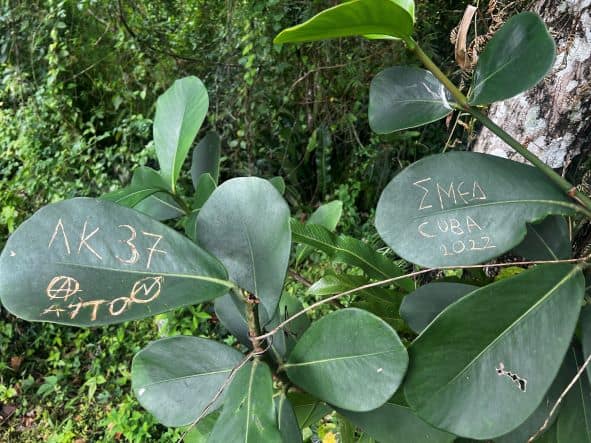 In the 50s, when resistance groups were fighting Batista, they would write messages to each other on leaves on trees and bushes in the mountains