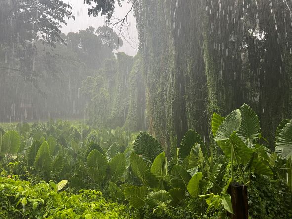 The Havana Forest during a rain shower in the wet season, Cuba. 
