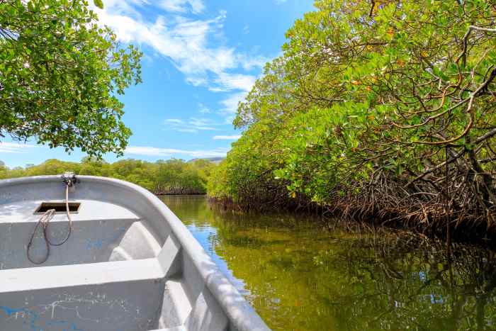 A boat trip in a white boat in the green mangrove canals behind the sands of Punta Rucia beach in theDR north west of Puerto Plata