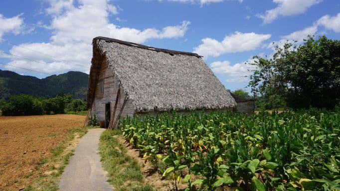 An old fashion wooden barn in Vinales in pale woodwork and a steep roof for drying tobacco leaves. 