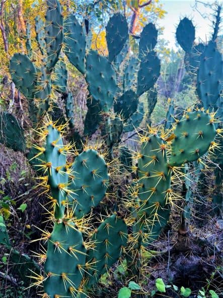 The large deep green hicacus cactus in Varadero with long yellow spikes!