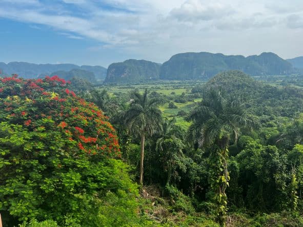 An overview photo of the lush green Vinales Valley in Cuba. The wide valley plains are covered in green fields, with bushes and palm trees. 