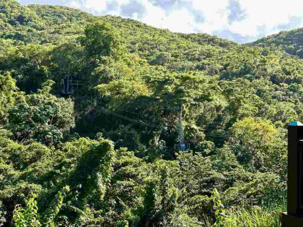 Zip line adventure in the lush green forests where you will fly over and between these canopies on a bright summer day